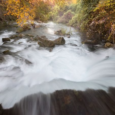 Fall color is beginning to show at the headwaters of the San Marcos River.